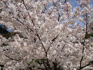 お花見