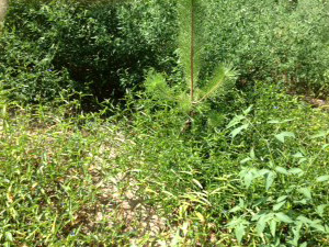 植樹
