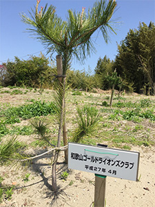 水軒の浜の松林