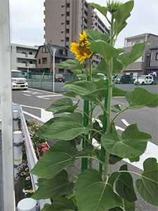 大川小学校のひまわり