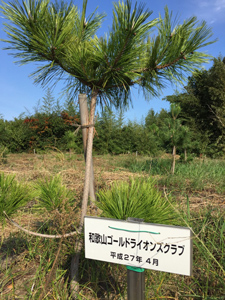 水軒の浜植樹調査