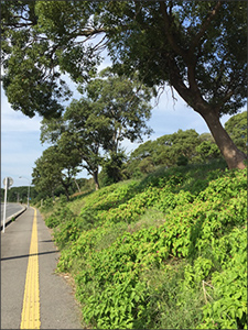 水軒の浜植樹調査
