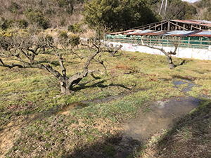 和歌山市内の某農地