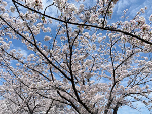 木曜会 紀三井寺の桜