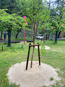 桜の植樹
