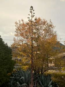 リュウゼツラン